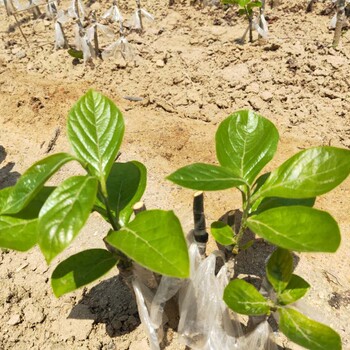 富有柿子树苗鑫奥种植基地#柿子苗基地欢迎你