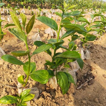 盖柿子树苗种植株距行距#柿子苗基地欢迎你