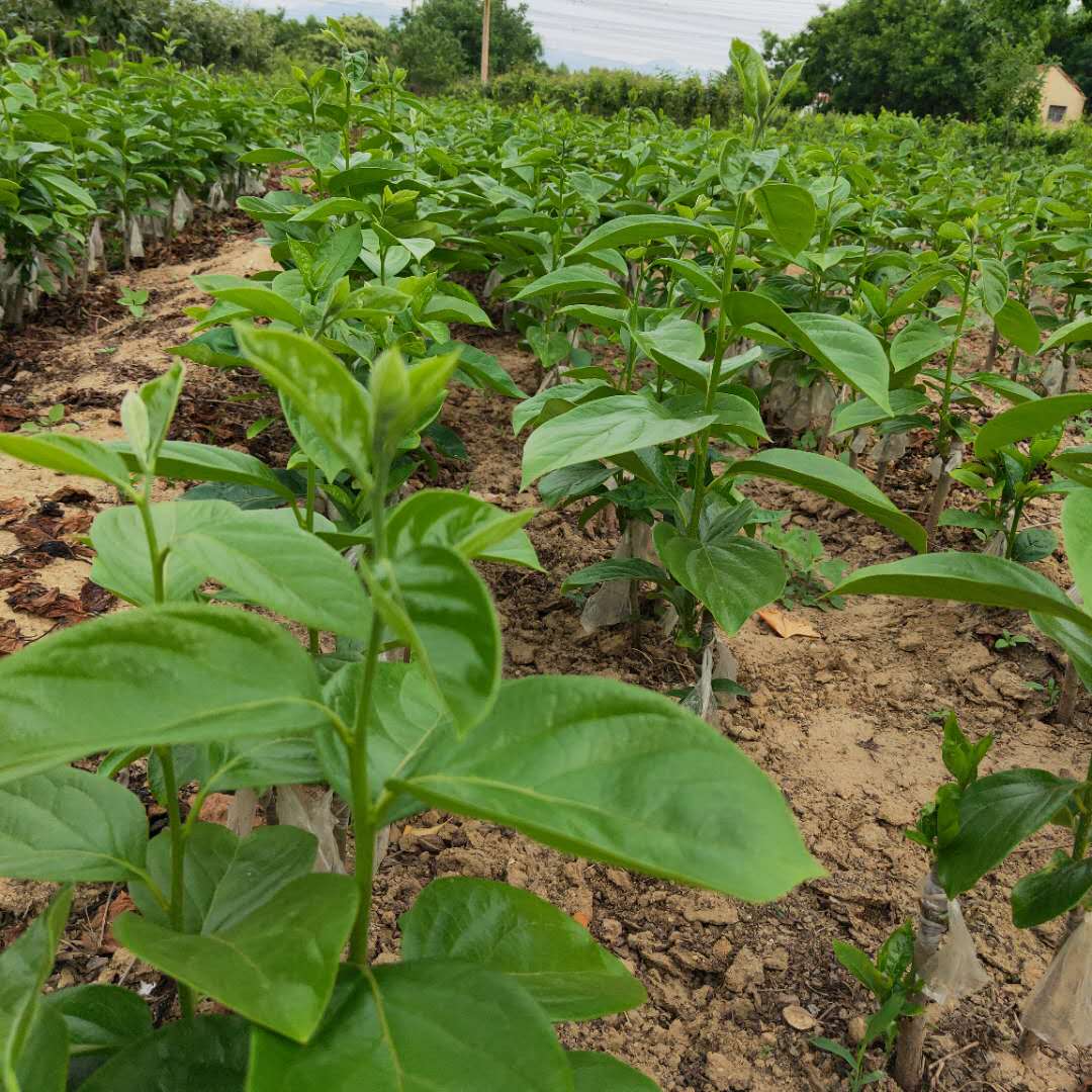 富有柿子树苗鑫奥种植基地#柿子苗基地欢迎你