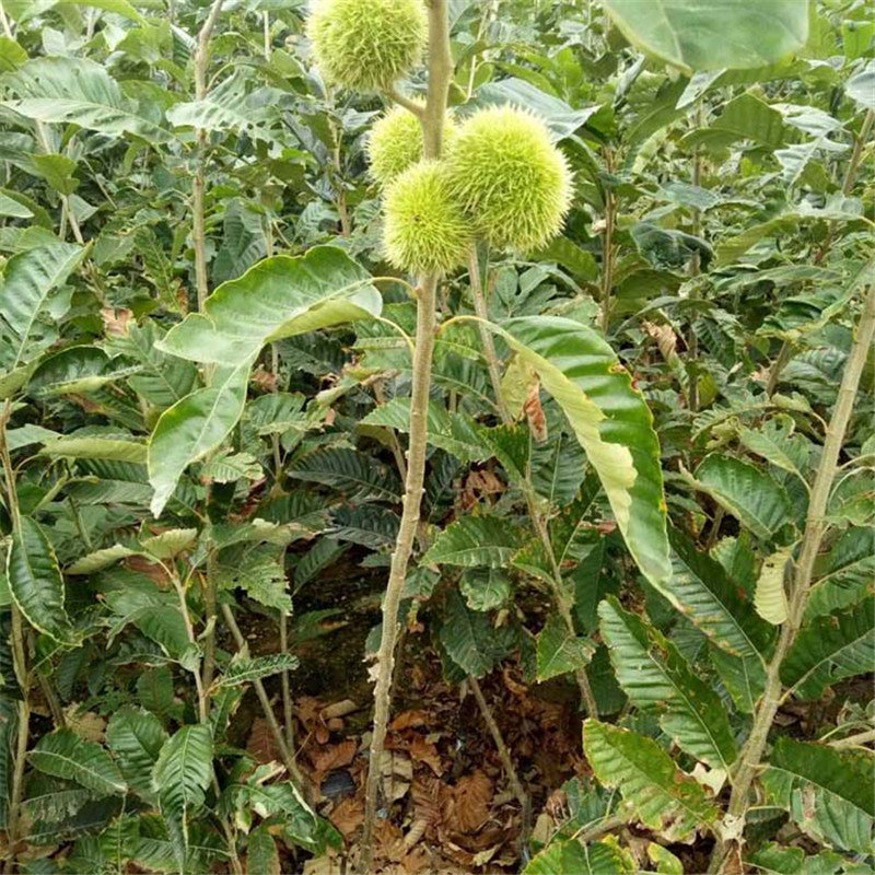 1米高魁栗板栗樹苗。板栗苗基地歡迎你
