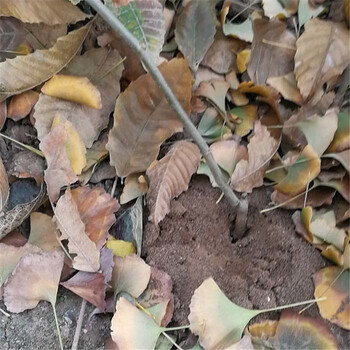 當(dāng)年嫁接毛板紅板栗樹苗毛板紅板栗樹苗貨源充足