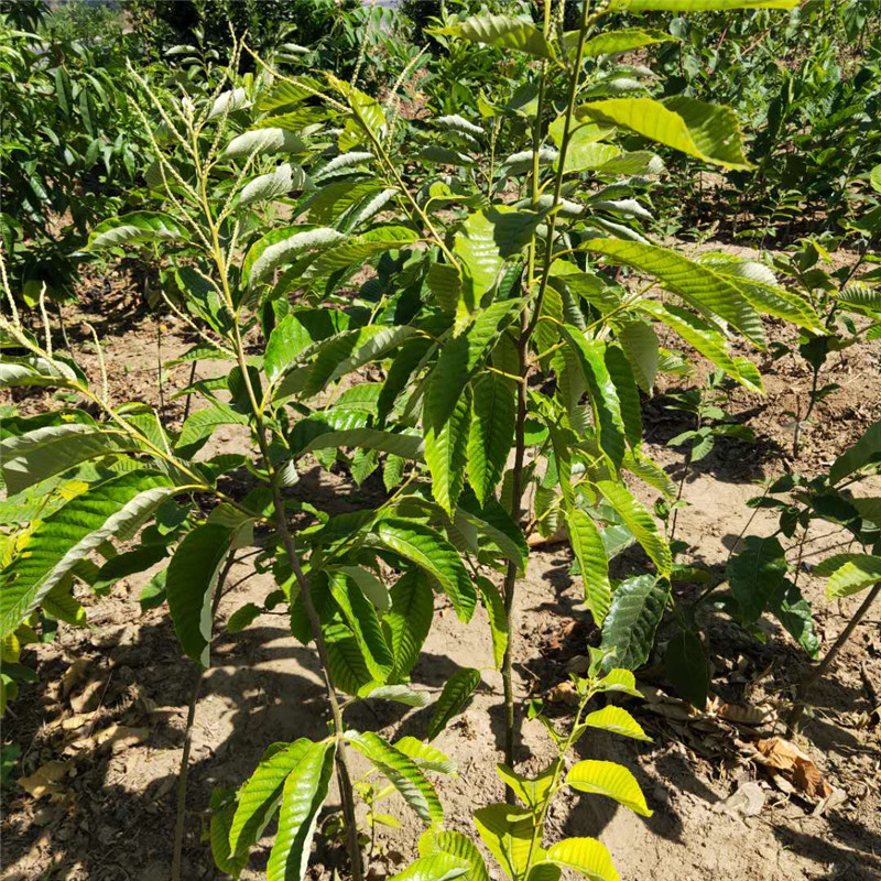 当年嫁接大红袍板栗树苗 罗田板栗树苗详细介绍