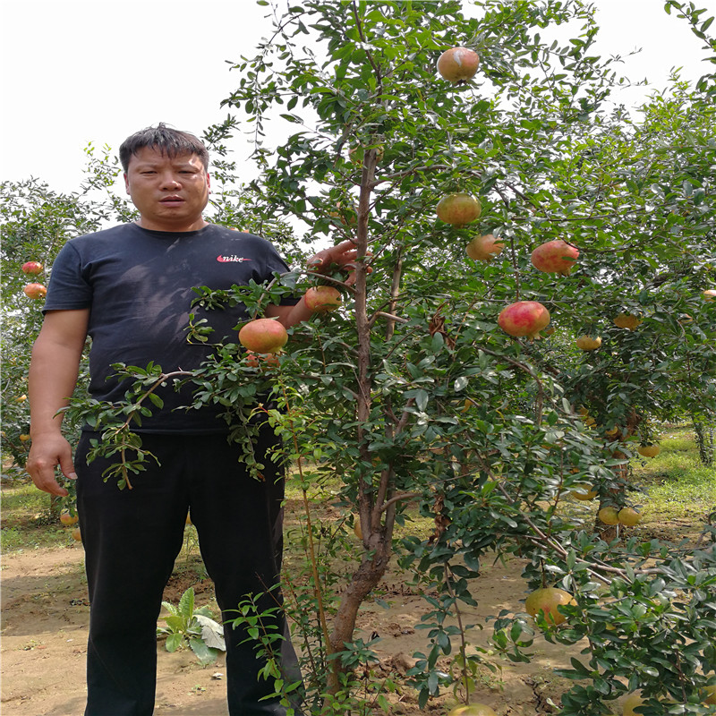 山东泰山红石榴树苗批发基地，出售青皮软籽石榴树苗