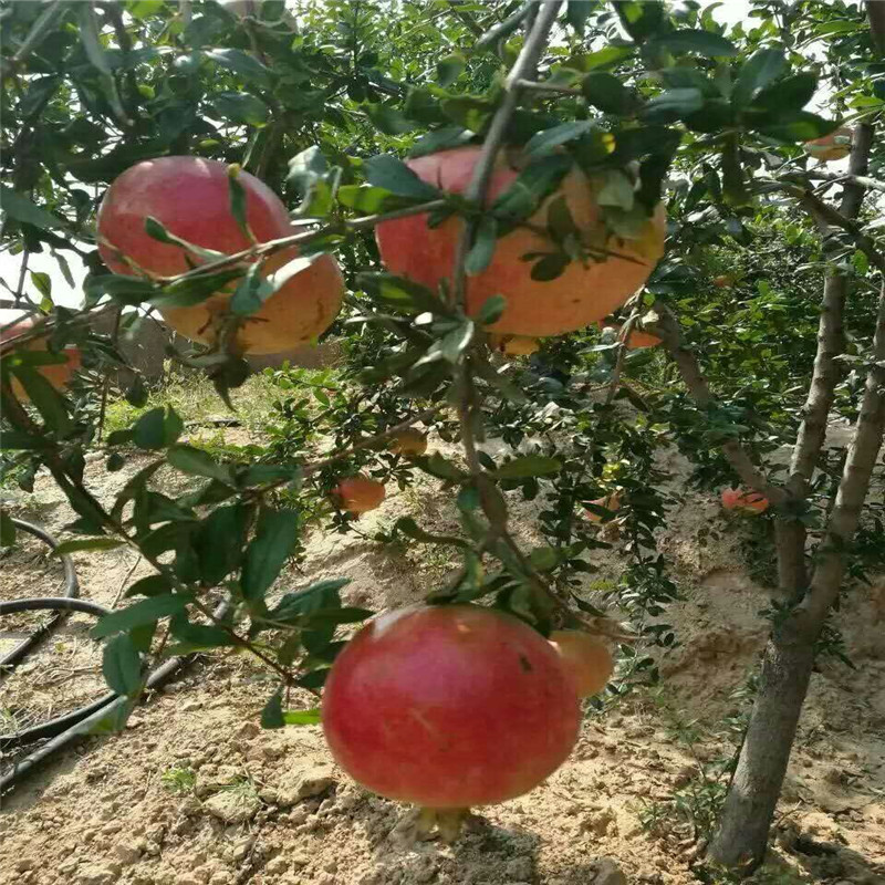 嫁接红如意石榴树苗 净皮甜石榴树苗生长环境