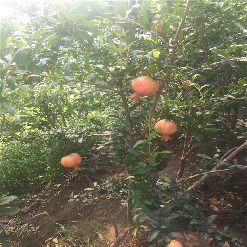 1公分大红甜石榴树苗种植技术要点/石榴苗鑫奥种植基地