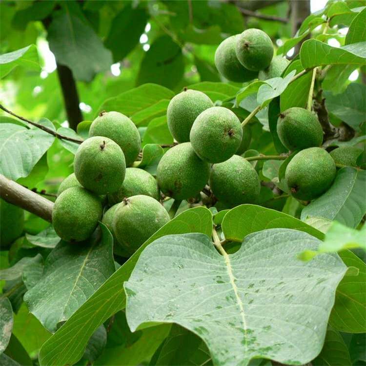 大量出售薄壳核桃树苗 薄壳香核桃树苗报价
