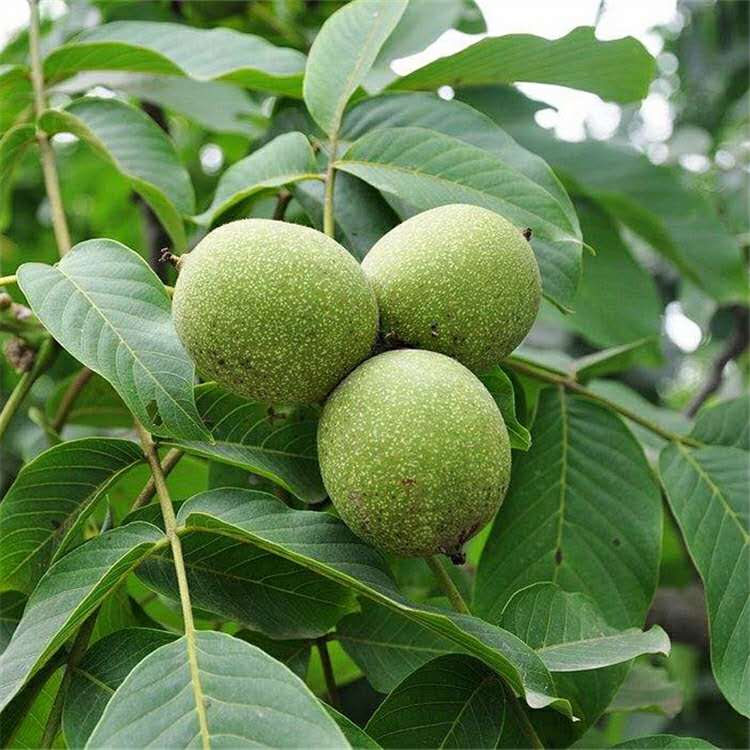 大量出售薄壳核桃树苗 薄壳香核桃树苗报价