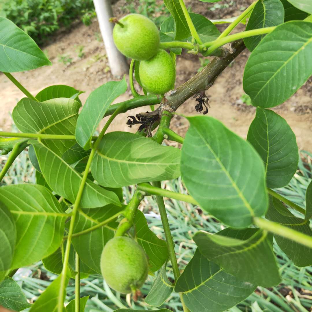 大量出售薄壳核桃树苗 薄壳香核桃树苗报价