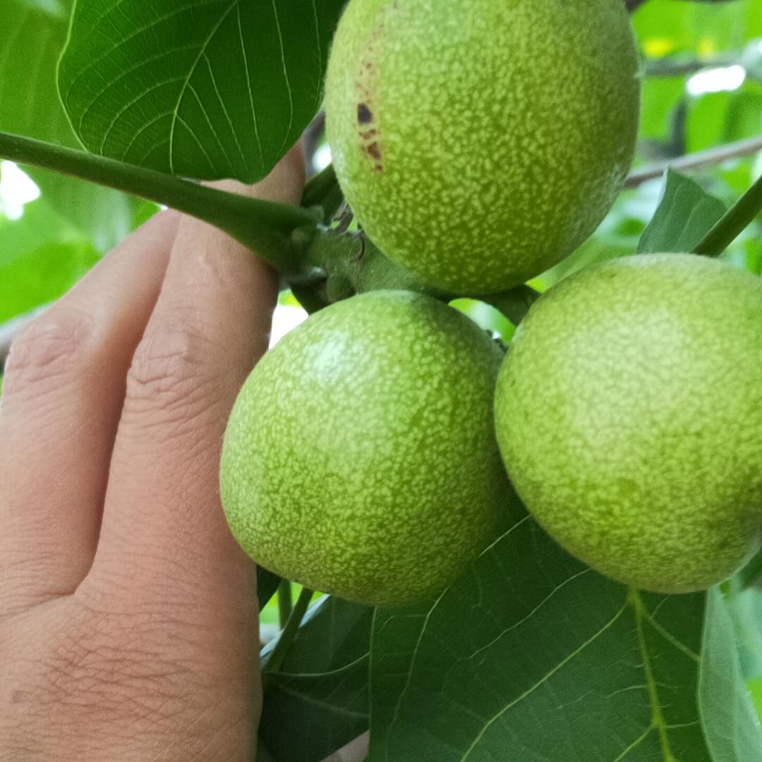 大量出售薄壳核桃树苗 薄壳香核桃树苗报价