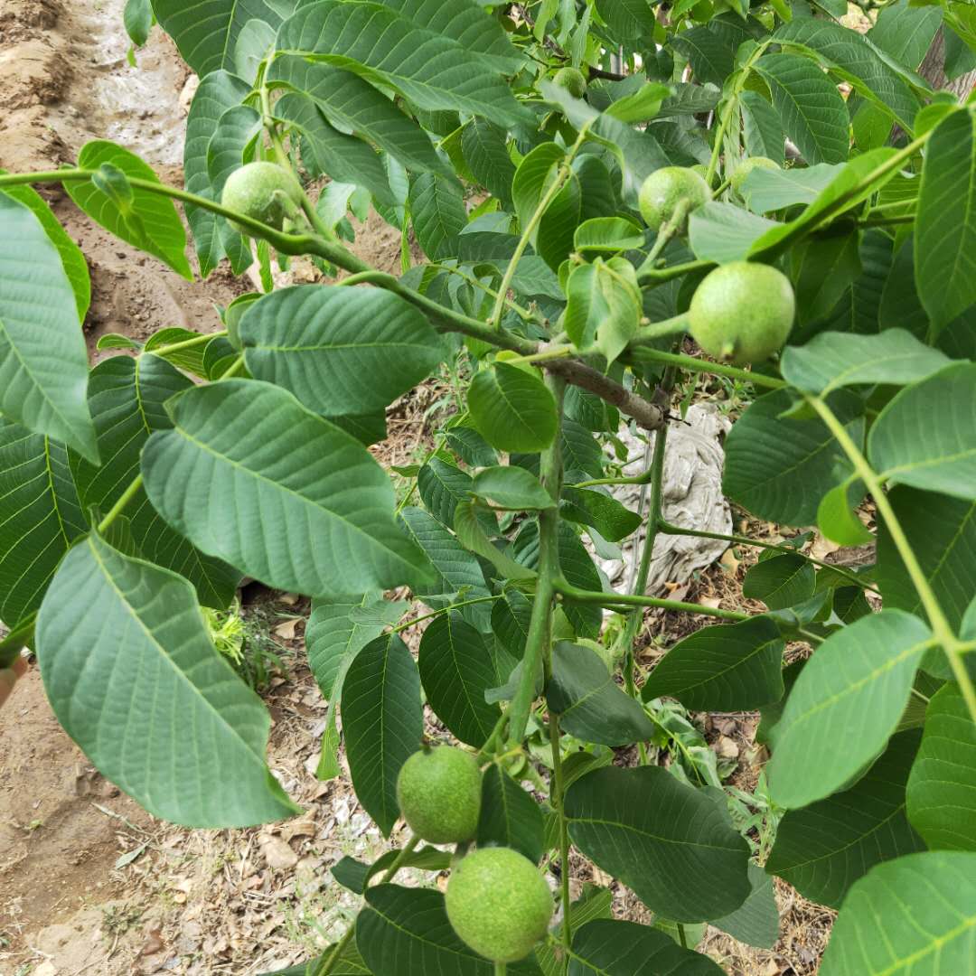 核桃树萌生的侧枝越多,产量越高,因而不需要修剪整型,任其自然生长