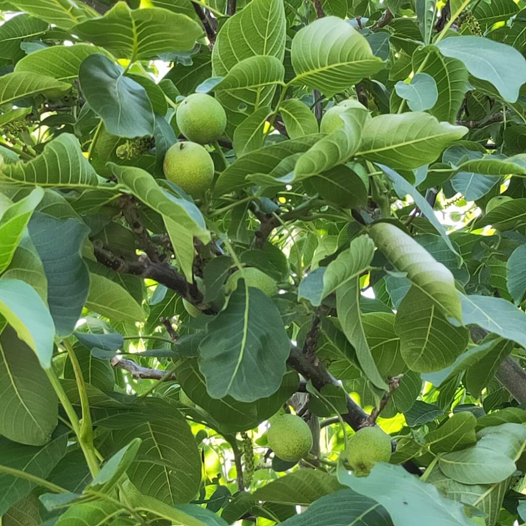 大量出售清香核桃树苗 中林核桃树苗质优价廉