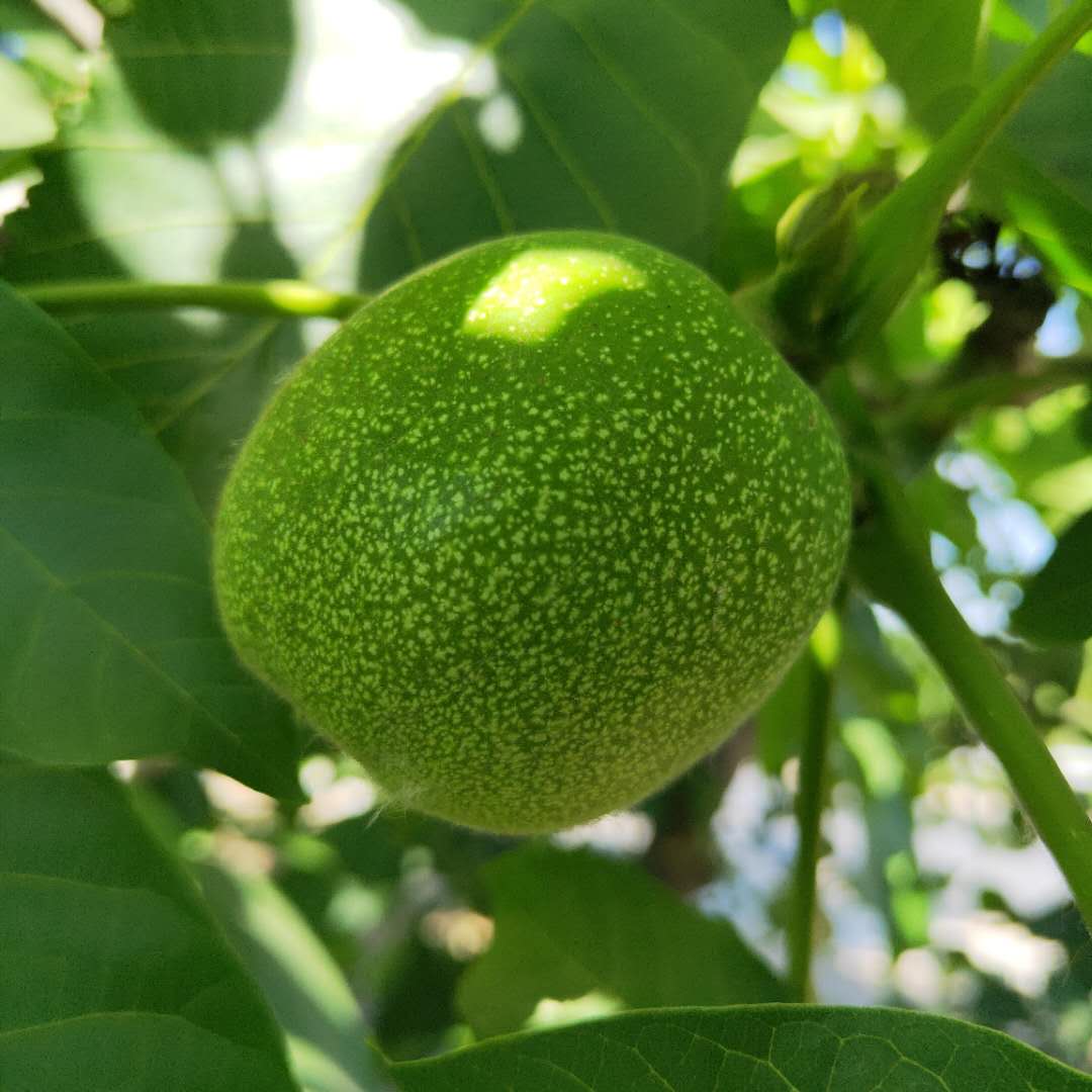 大量出售清香核桃树苗 中林核桃树苗质优价廉
