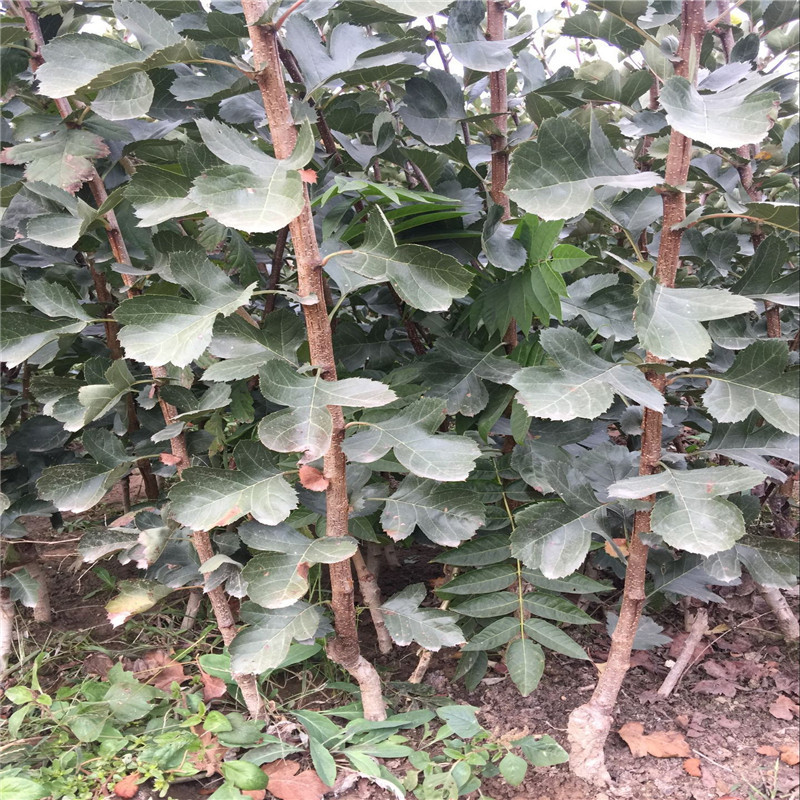 常年出售山里紅山楂樹苗 大金星山楂樹苗示范基地