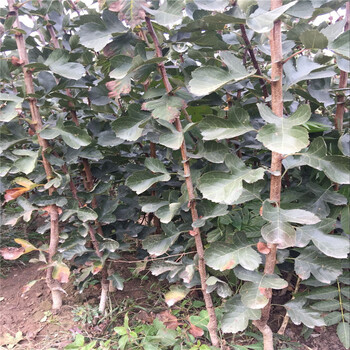 黃南0.8公分甜紅子山楂樹(shù)苗信息咨詢歪把紅山楂樹(shù)苗價(jià)格