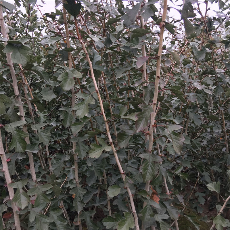 0.8公分甜山楂樹(shù)苗免費(fèi)提供種植技術(shù)/山楂苗果園規(guī)劃