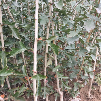西安大金星山楂樹苗形態(tài)特征大棉球山楂樹苗價(jià)格