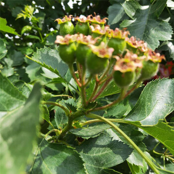 常年出售黃果山楂樹(shù)苗大五棱山楂樹(shù)苗信息推薦