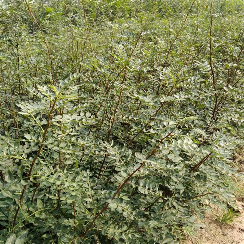 1米高青花椒苗規(guī)格廠家