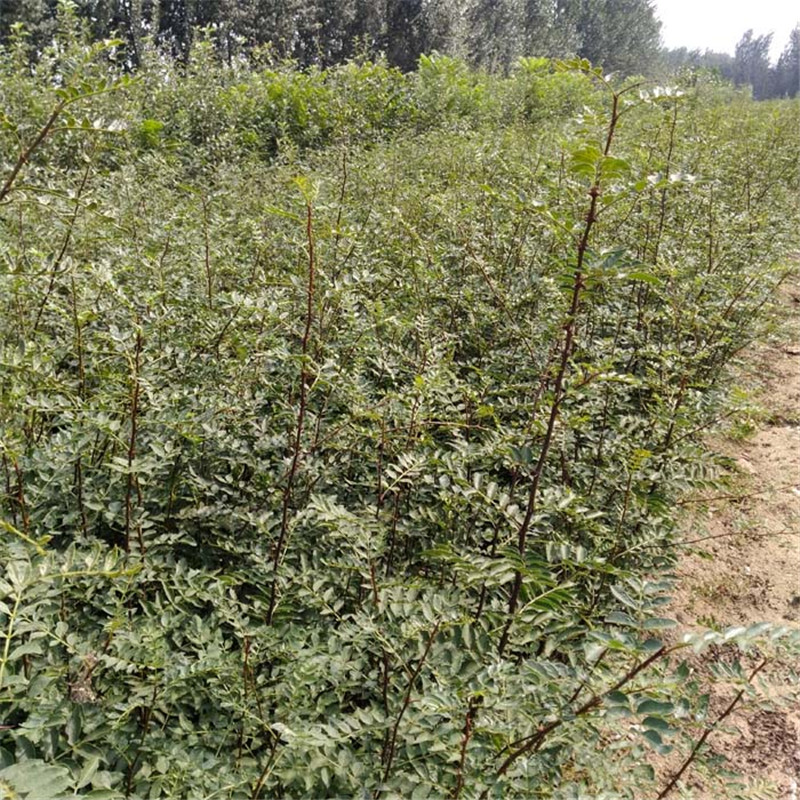恩施1米高青花椒苗行情麻椒花椒苗批發(fā)