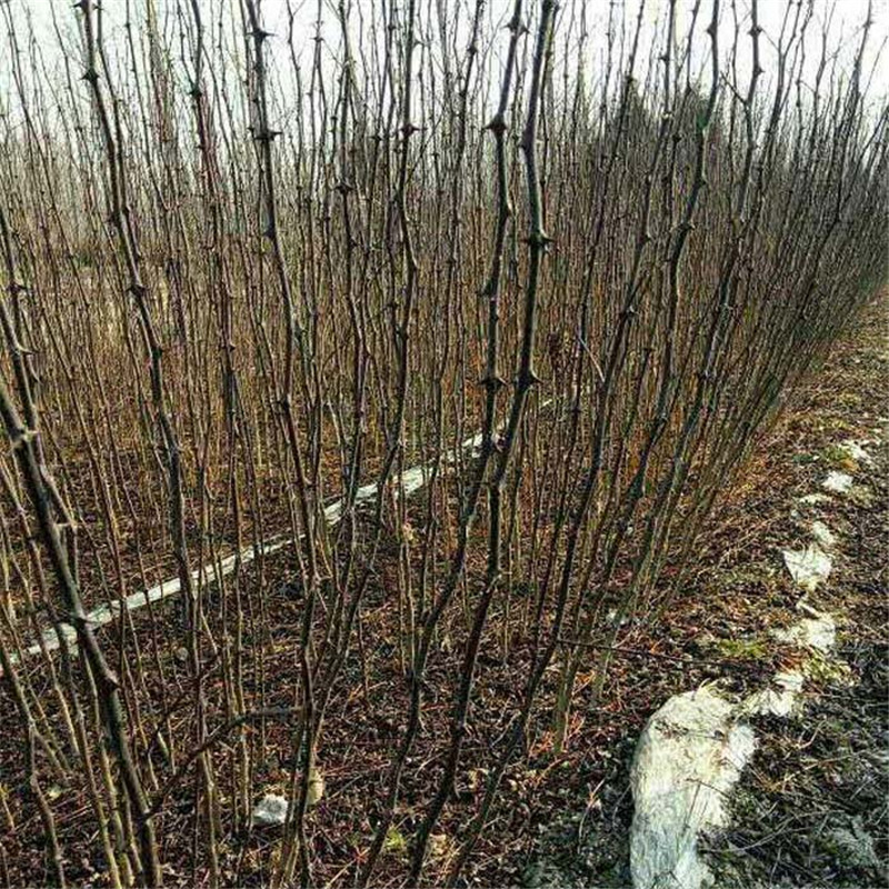 大理1米高九葉青花椒苗開始預定紅花椒苗批發(fā)