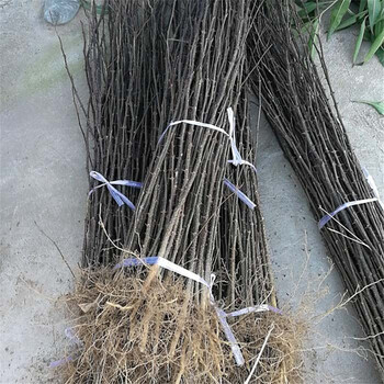 新鄉(xiāng)1米高九葉青花椒苗批發(fā)基地紅花椒苗批發(fā)