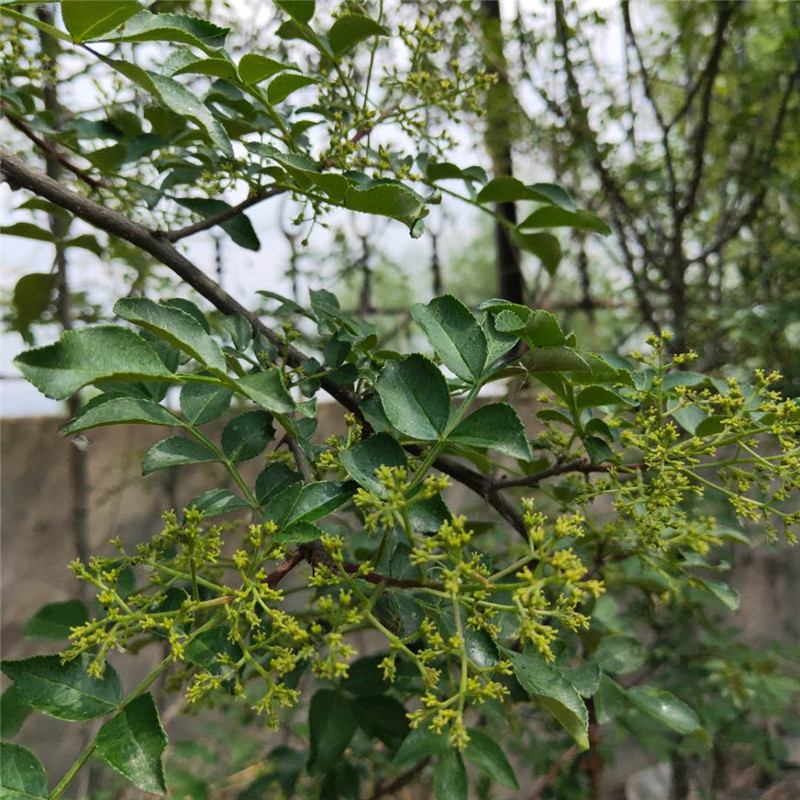 1米高大紅袍花椒苗管理方式