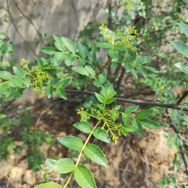 0.6公分红花椒苗批发/花椒苗