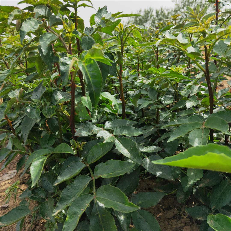 安陽(yáng)1米高紅花椒苗批發(fā)青花椒苗批發(fā)