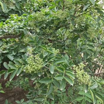 來賓1米高紅花椒苗長期出售青花椒苗批發(fā)