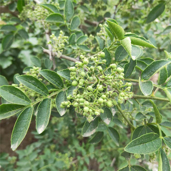 濟源1米高大紅袍花椒苗選購九葉青花椒苗批發(fā)