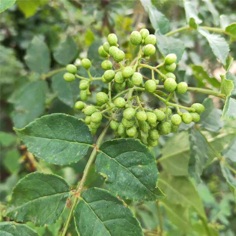 0.6公分大红袍花椒苗结果现状/花椒苗种植技术要点