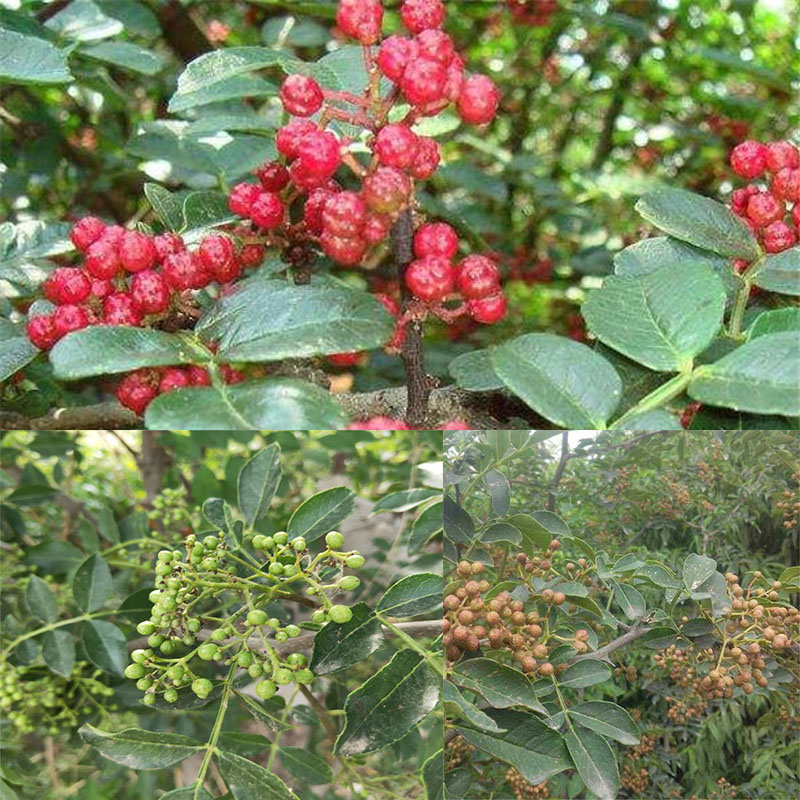 0.6公分麻椒花椒苗品种/花椒苗种植方法