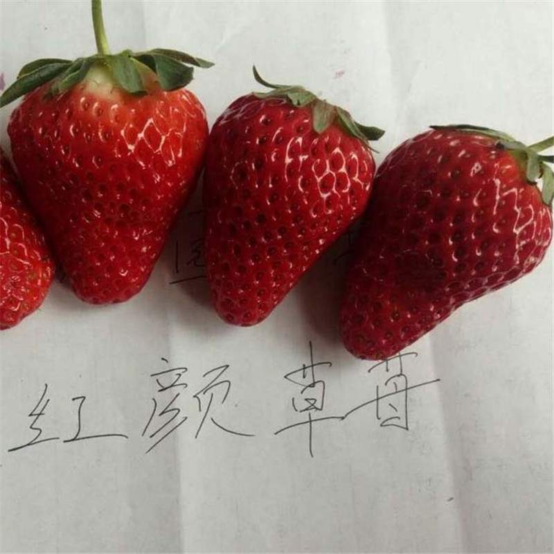 红实美草莓苗免费提供种植指导/草莓苗报价