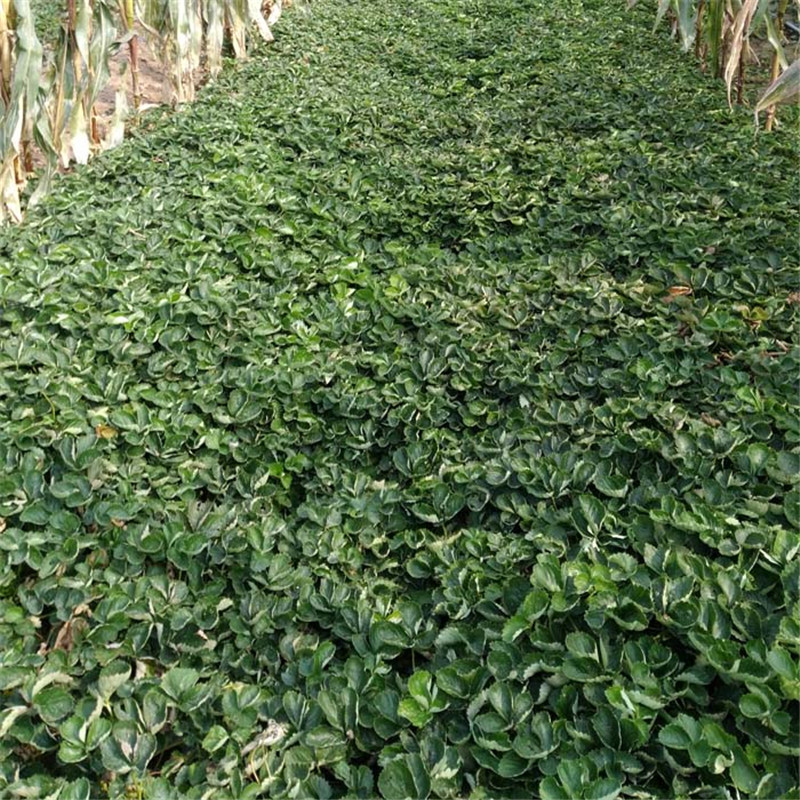 丰香草莓苗基地出售*法兰地草莓苗鑫奥种植基地