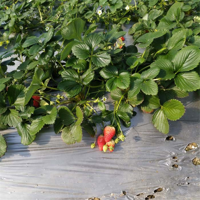 基地出售章姬草莓苗、管理方式