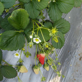 丰香草莓苗培育技术，草莓苗基地欢迎你