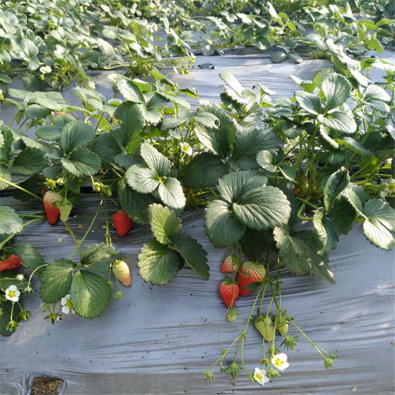 基地出售甜宝草莓苗、当年小苗