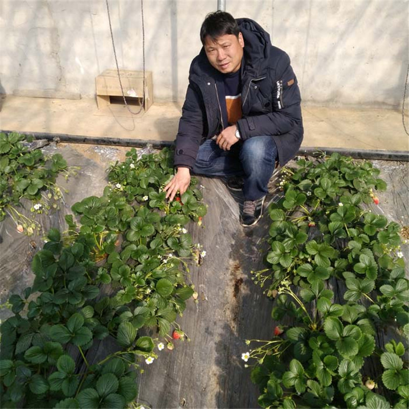 灵宝市菠萝莓草莓苗新报价章姬草莓苗出售