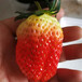基地出售优质甜查理草莓苗、大型培育基地