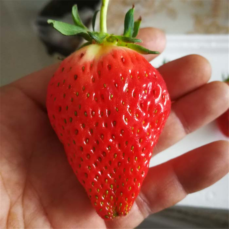 丰香草莓苗主要价值*法兰地草莓苗新报价