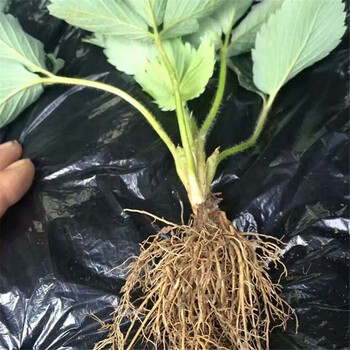 凌源市章姬草莓苗种植技术要点菠萝莓草莓苗出售