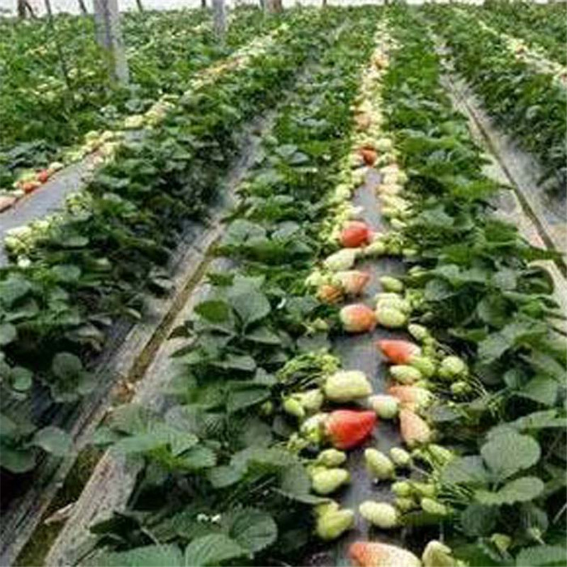 绥江红实美草莓苗品种奶油草莓苗出售