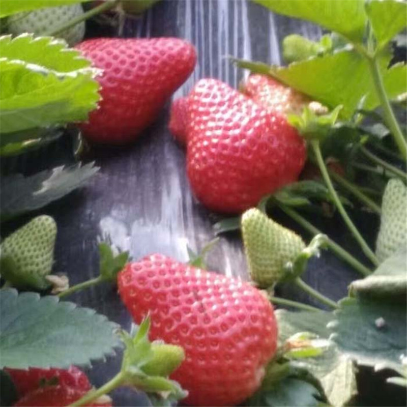 丰香草莓苗价格合理，草莓苗基地欢迎你