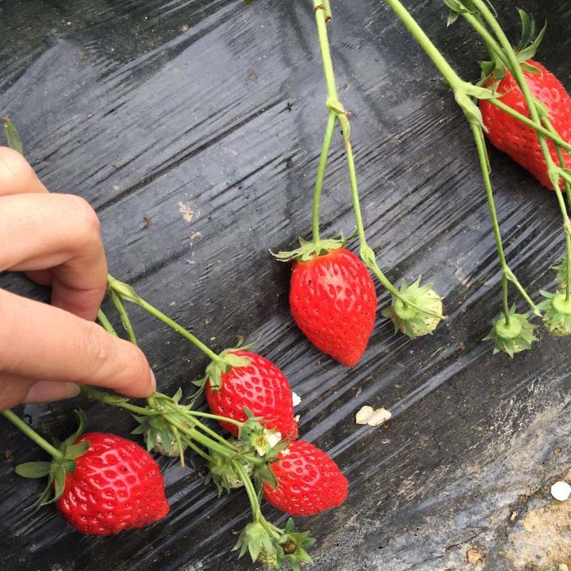 法兰地草莓苗免费提供种植指导，草莓苗基地欢迎你