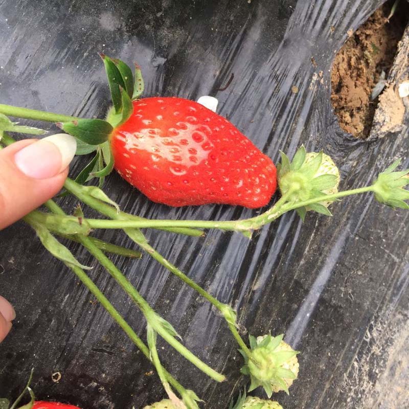 菠萝莓草莓苗欢迎来考察 冬香草莓苗出售