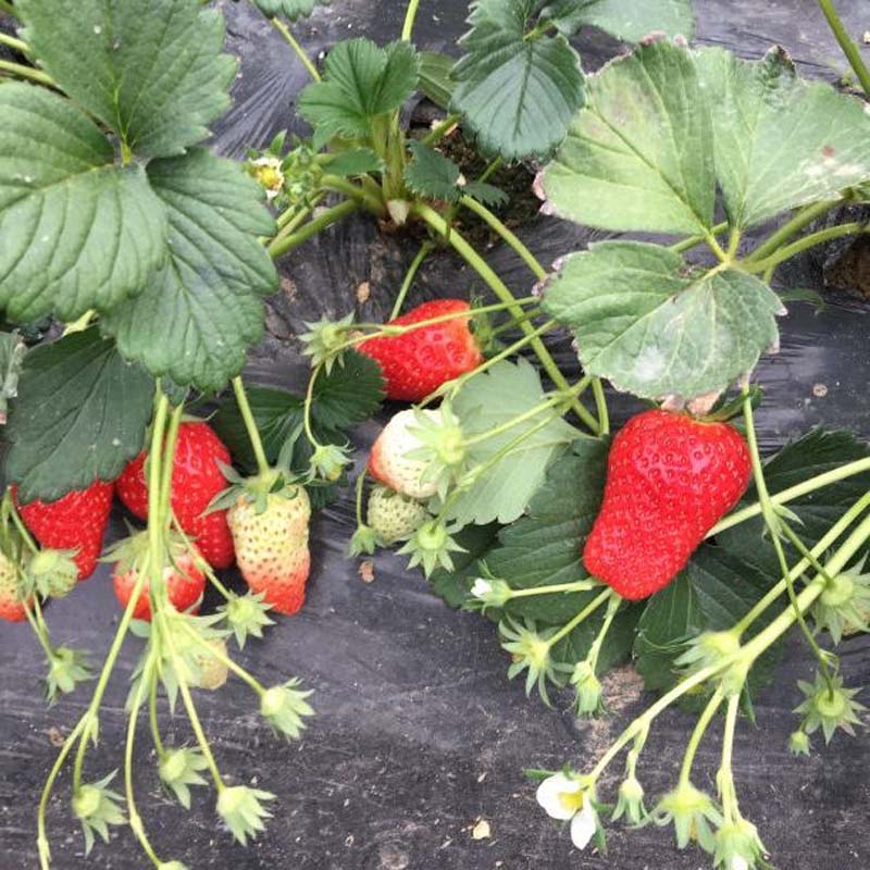 矮丰草莓苗培育介绍，草莓苗基地欢迎你