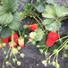 基地出售优质佐贺清香草莓苗、种植技术要点
