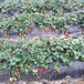 丰香草莓苗优良品种幸香草莓苗种植方法
