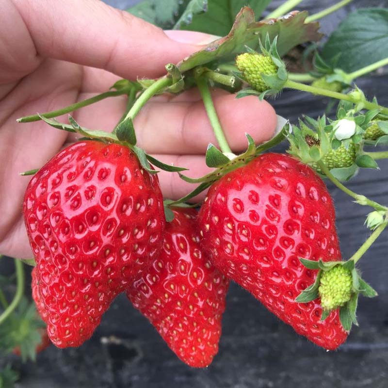 基地出售红颊草莓苗、种植方法