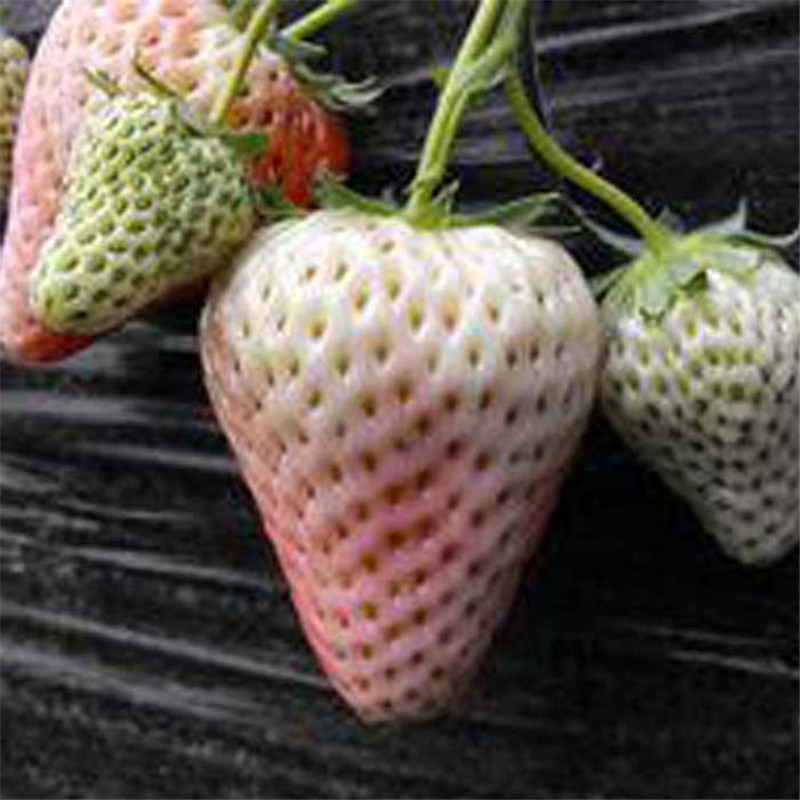 红实美草莓苗免费提供种植指导/草莓苗报价